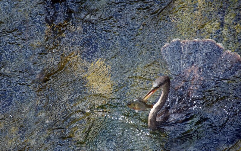 Bird Catching Fish — Blue