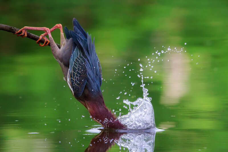 Bird Catching Fish — Green