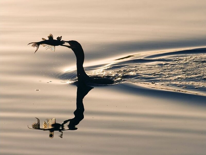 Bird Catching Fish