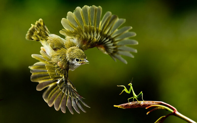 Bird Catching Insect — Green, Dramatic