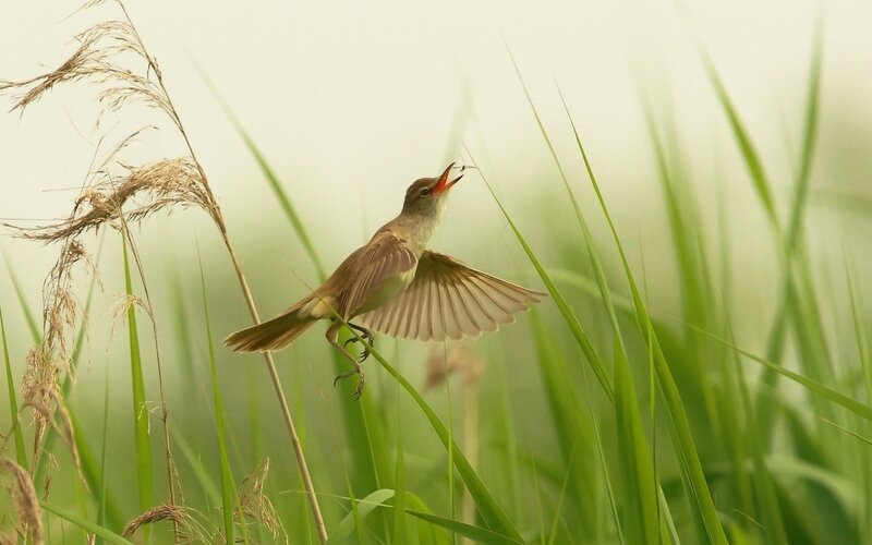 Bird Catching Insect — Green