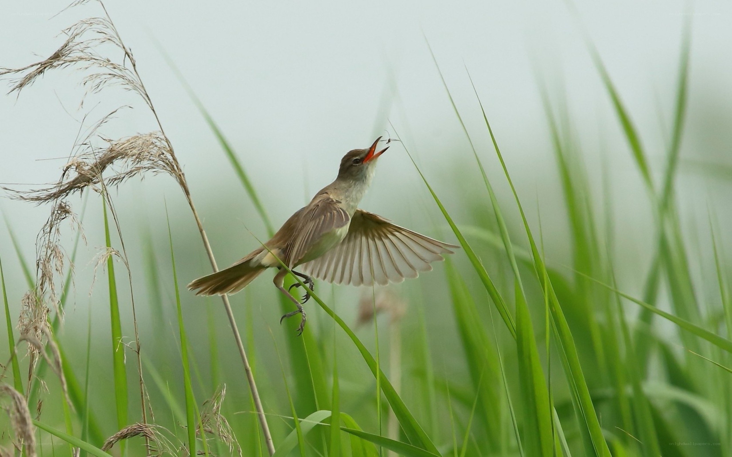 bird catching insect in reeds