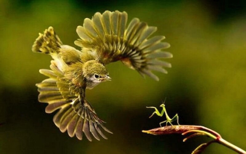 Bird Catching Insect