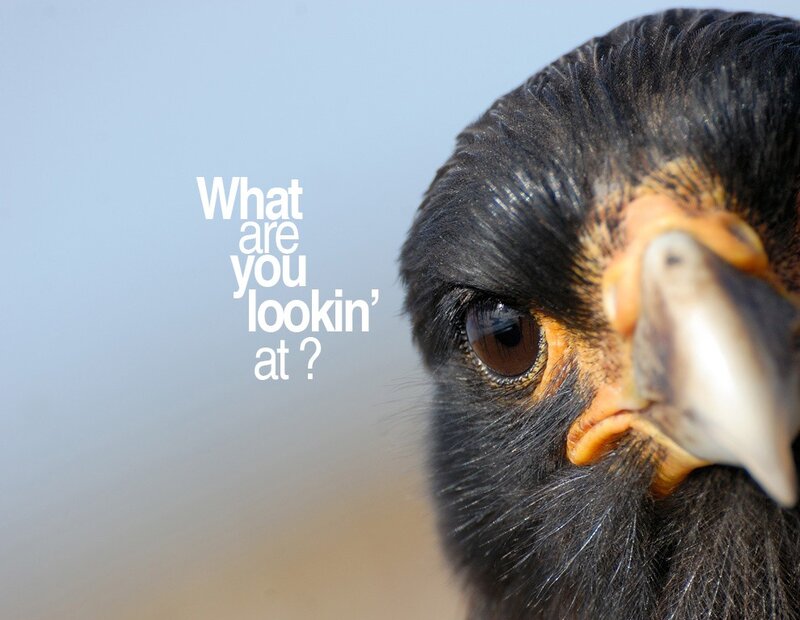 bird close-up with text