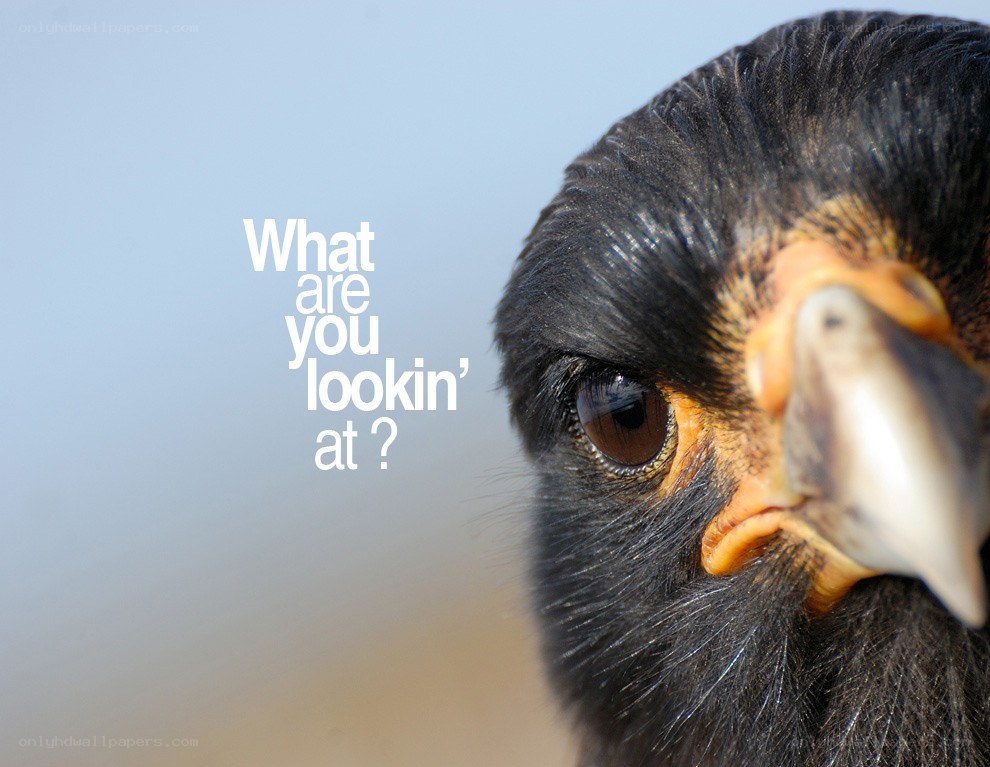 bird close-up with text