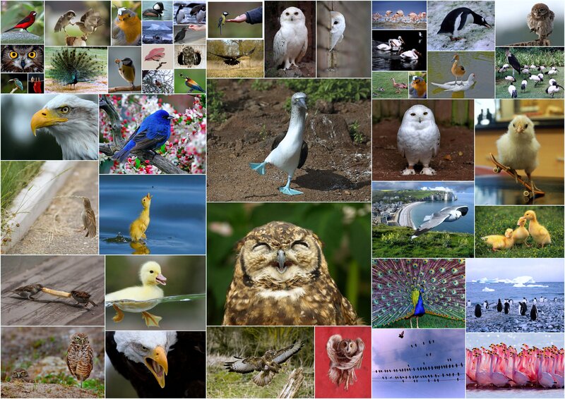 Bird Collage