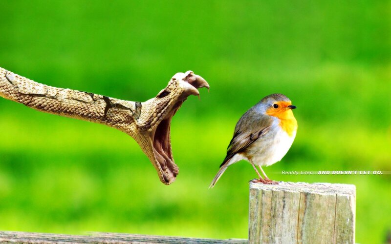 Bird confronts snake