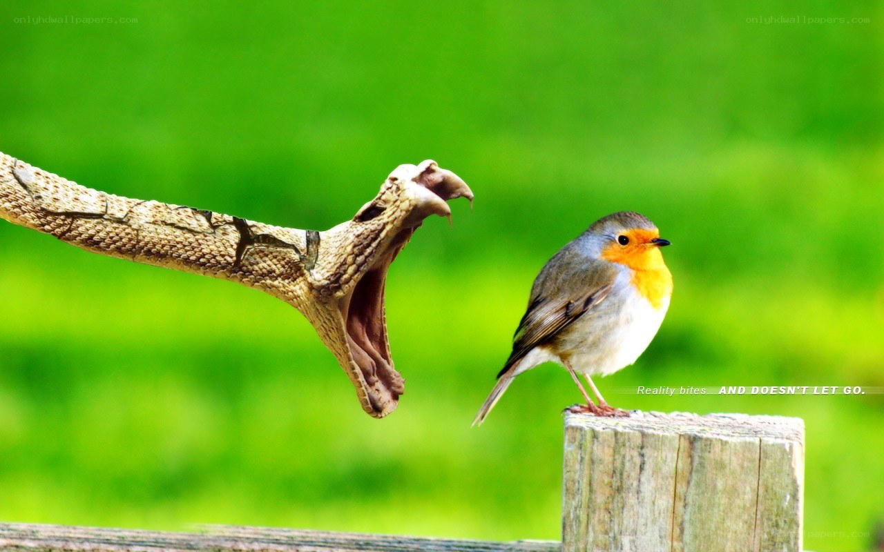Bird confronts snake