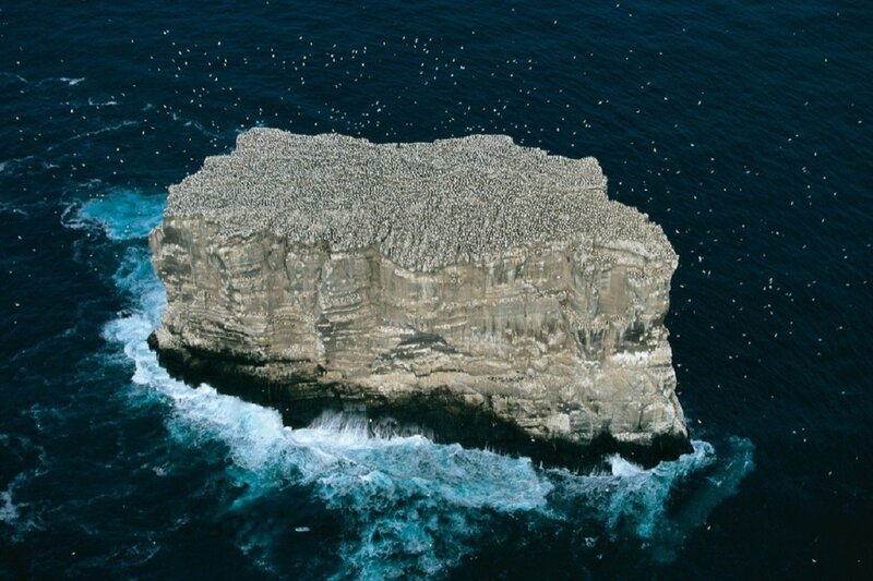Bird-covered Rock Formation