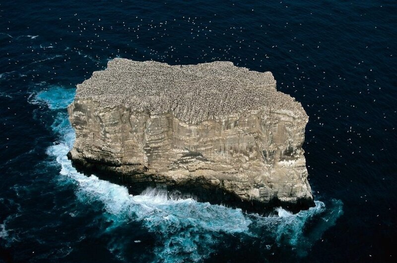 Bird-covered Rock Island