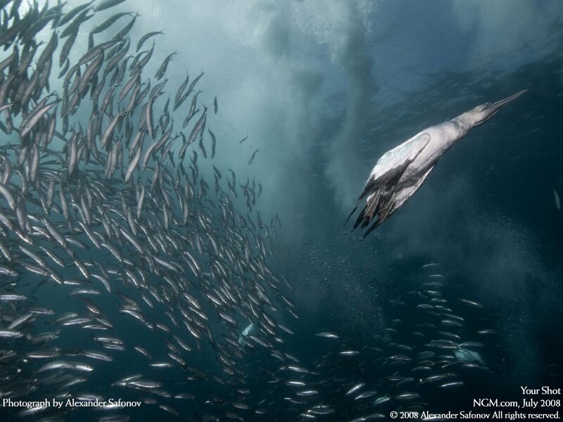 Bird diving for fish