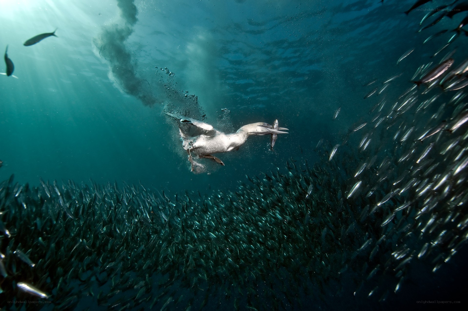 Bird diving for fish underwater