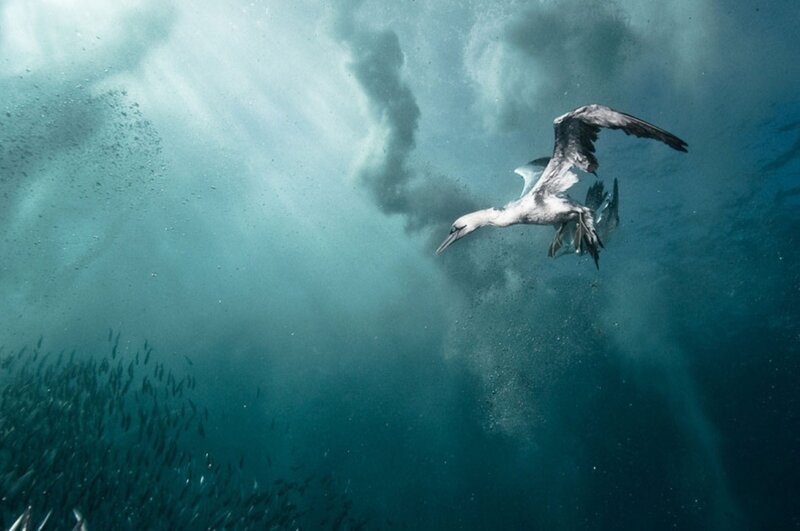 Bird Diving Underwater — Blue