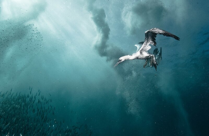 Bird Diving Underwater