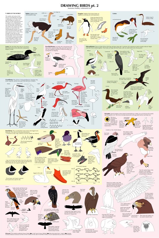 Bird Drawing Guide Part 2