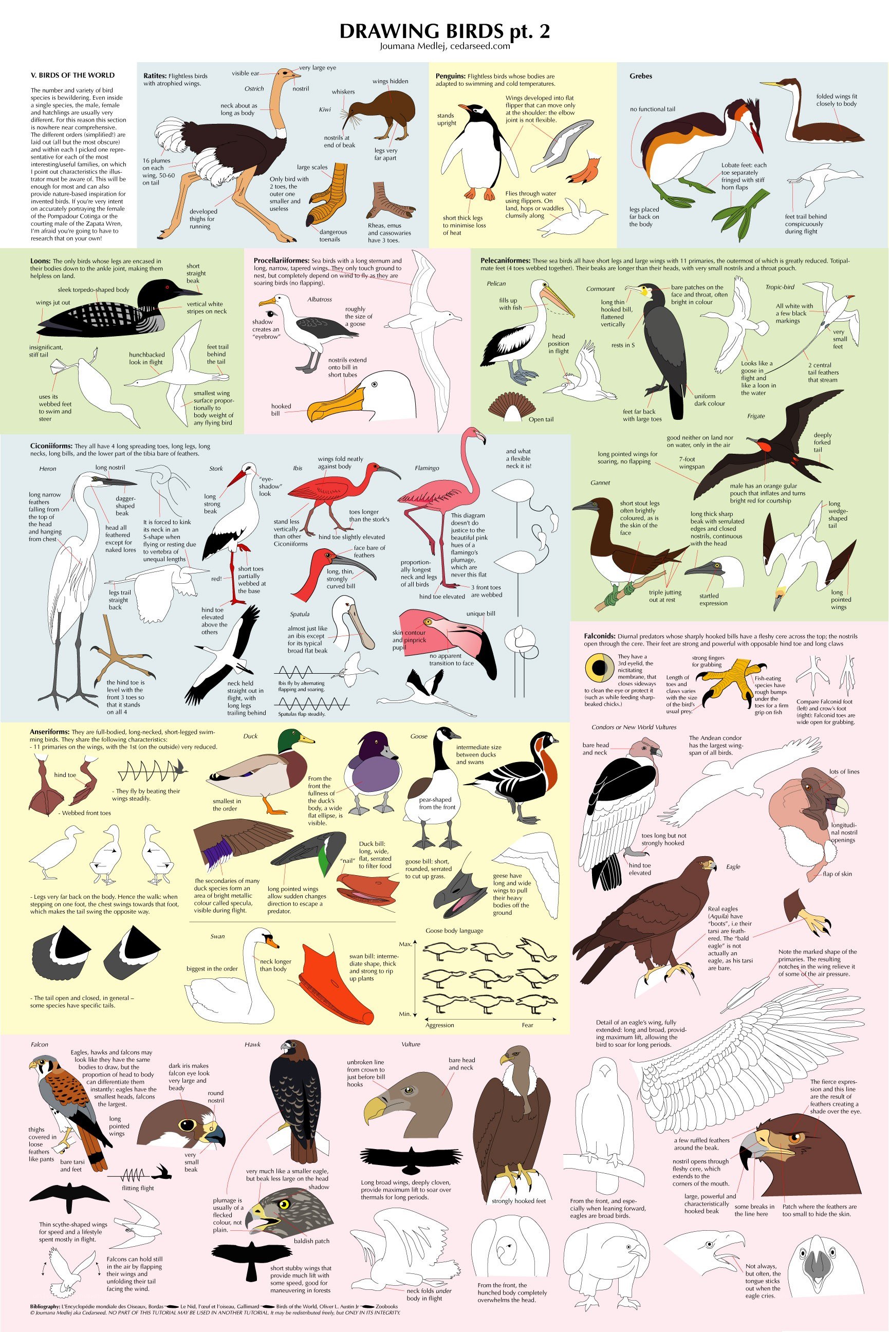 Bird Drawing Guide Part 2