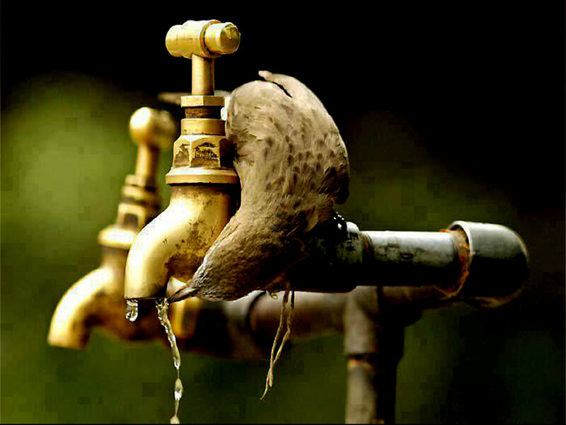 Bird Drinking from Faucet