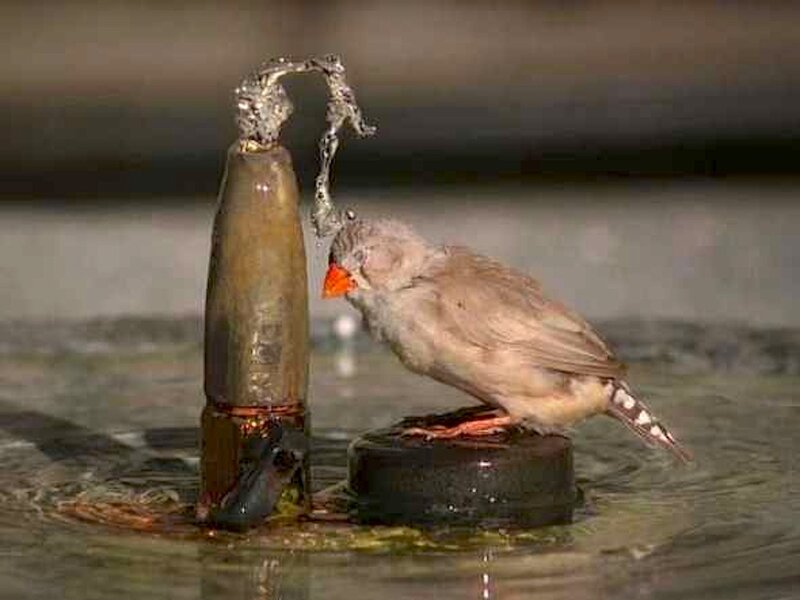 Bird Drinking from Fountain