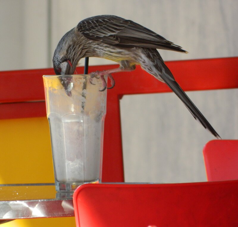 Bird Drinking from Glass