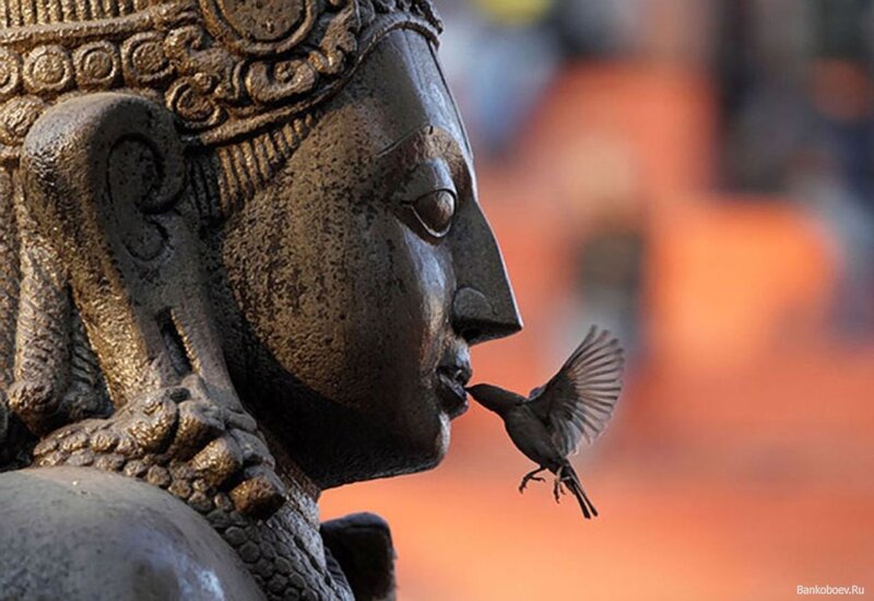Bird Drinking from Statue