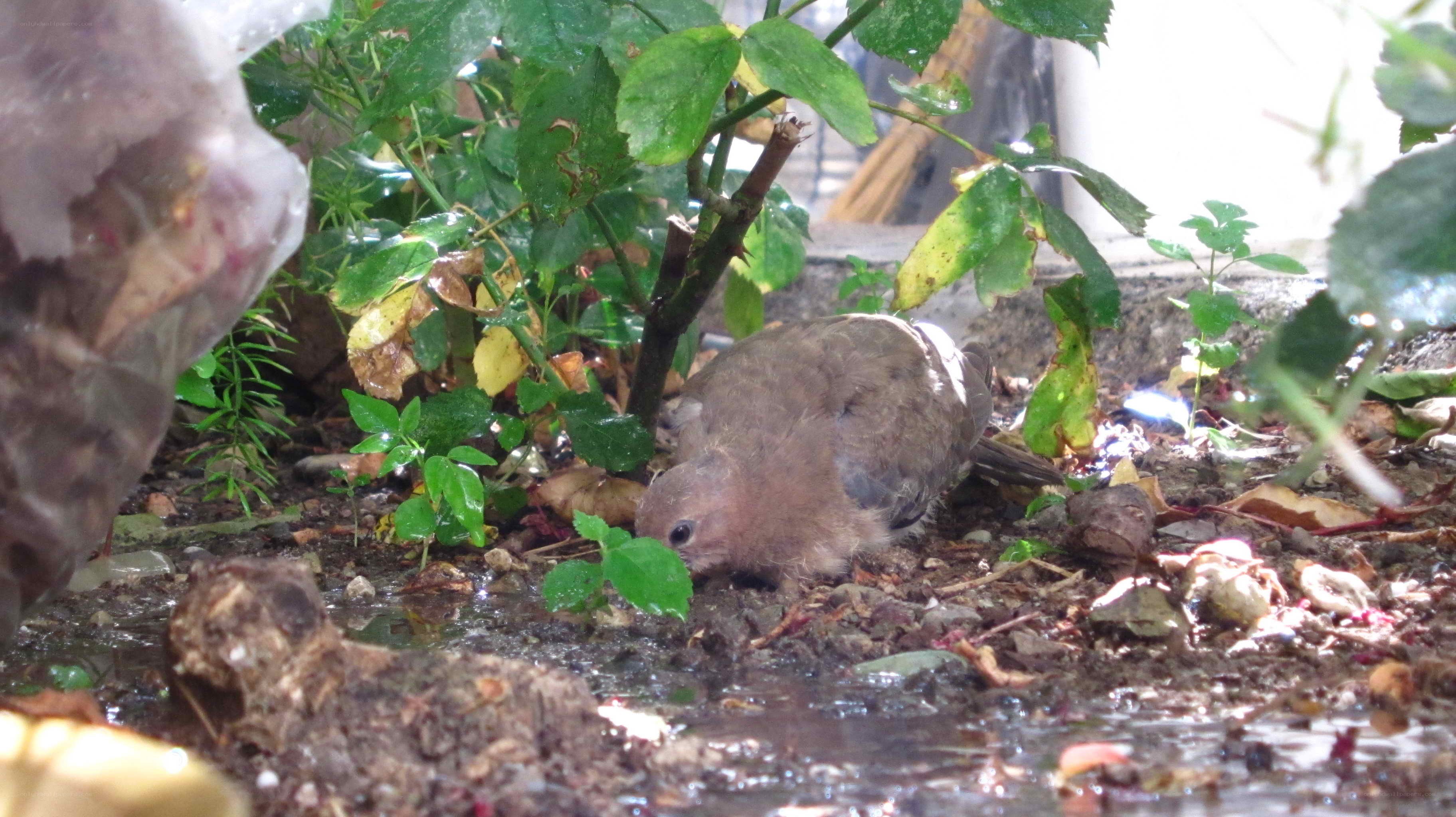 Bird drinking in wet garden