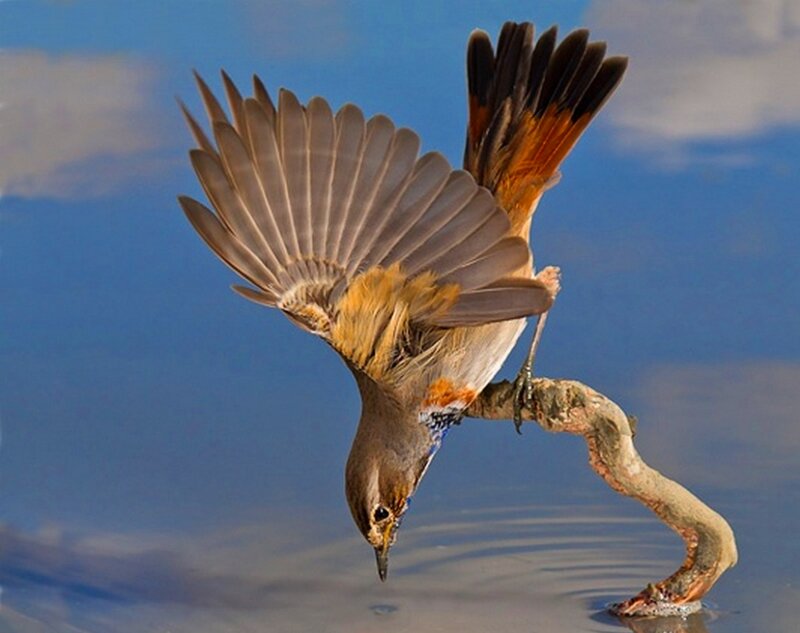 Bird Drinking Water — Blue