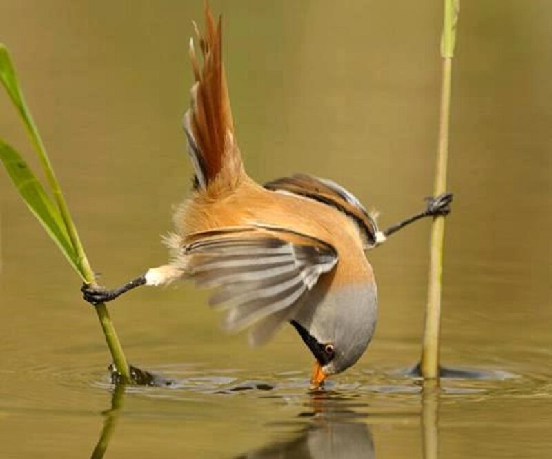 Bird Drinking Water — Brown, Calm, Afternoon
