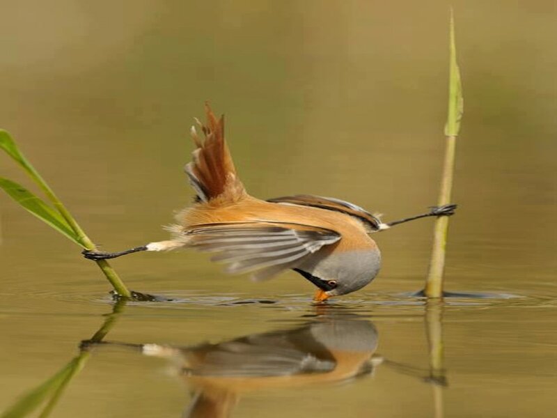 Bird Drinking Water — Brown, Calm