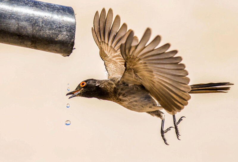 Bird Drinking Water — Brown, Dynamic