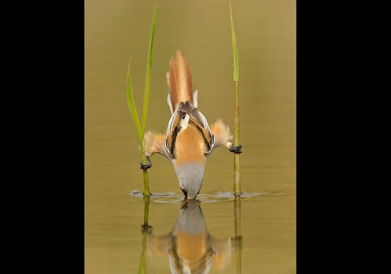 Bird Drinking Water — Brown, Serene