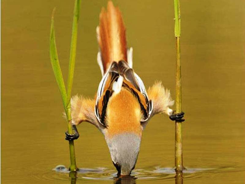 Bird Drinking Water — Brown