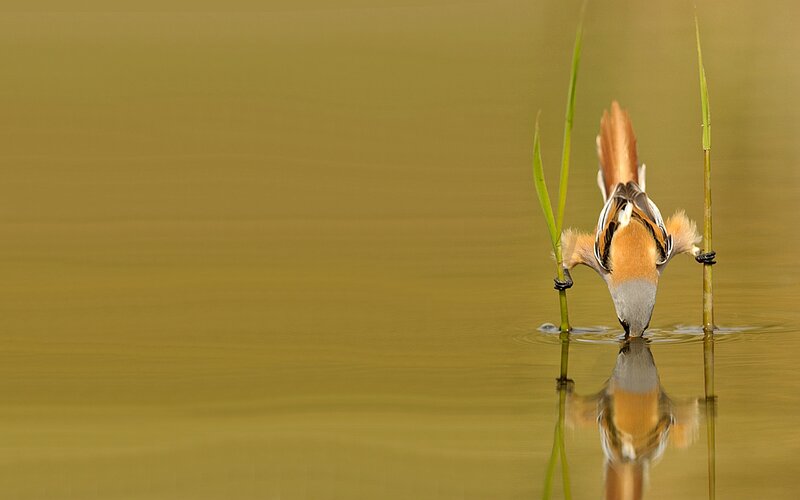 Bird Drinking Water — Green