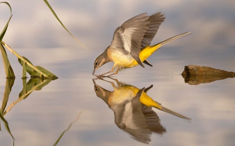 Bird Drinking Water — Yellow