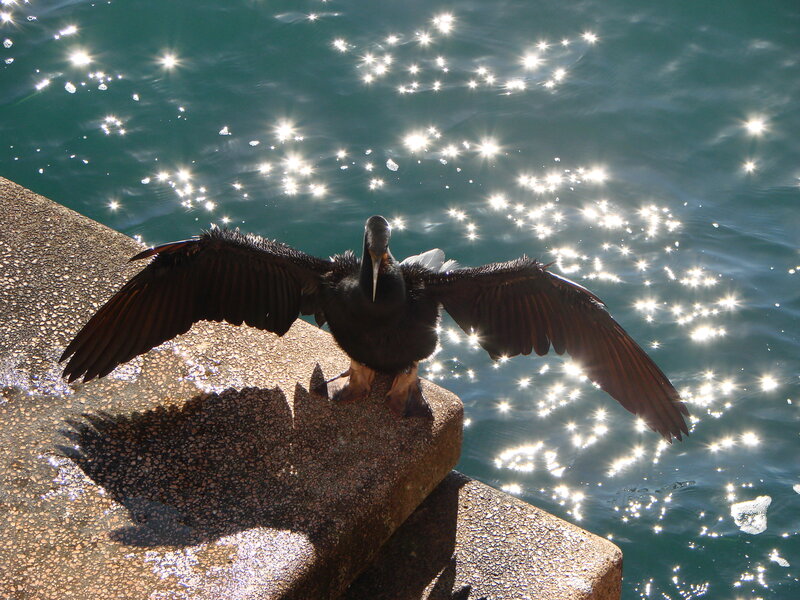 bird drying wings by water