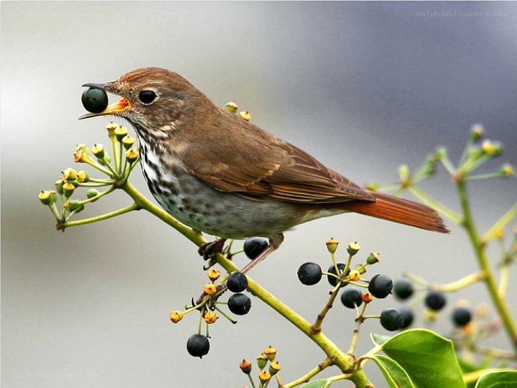bird eating a berry