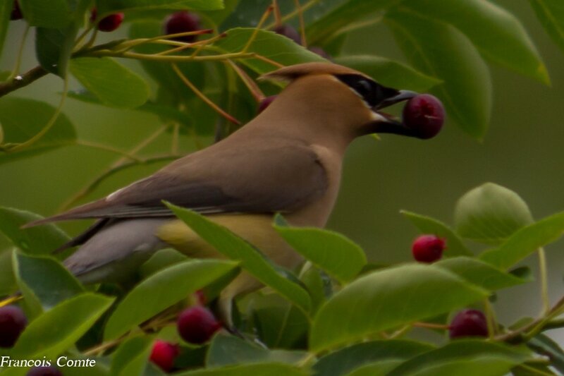 Bird Eating a Berry — Green