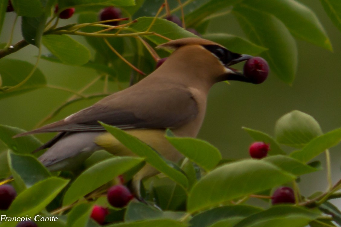 bird eating a berry