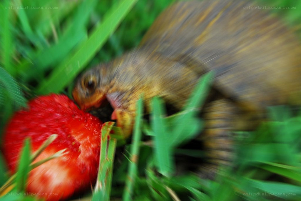 bird eating a strawberry