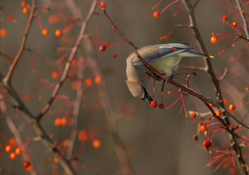 Bird Eating Berries — Brown