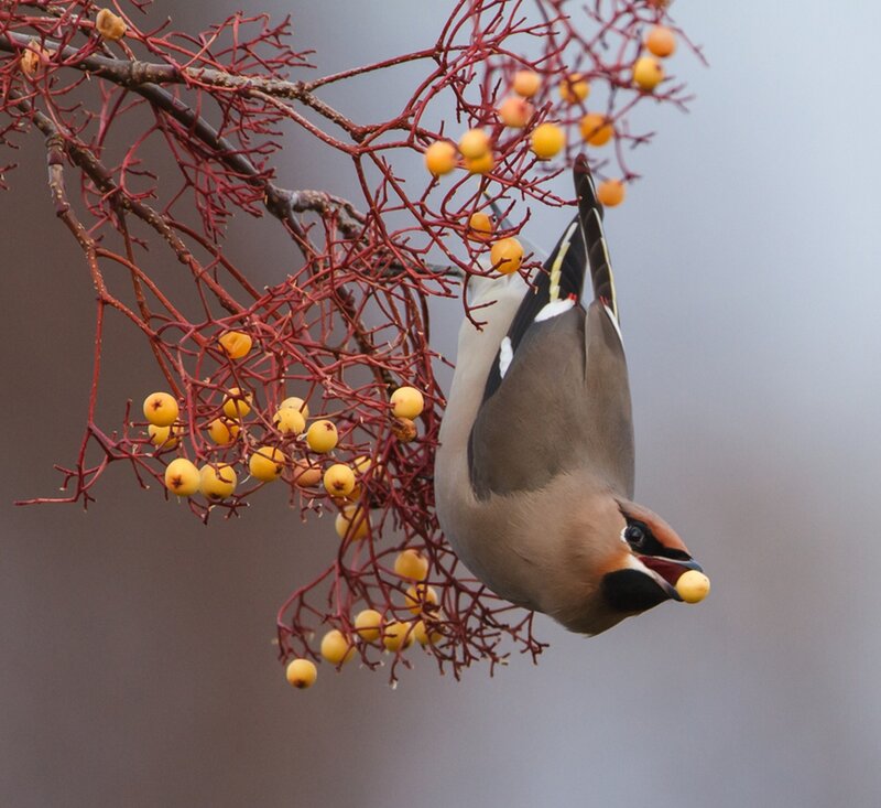 bird eating berries from a branch