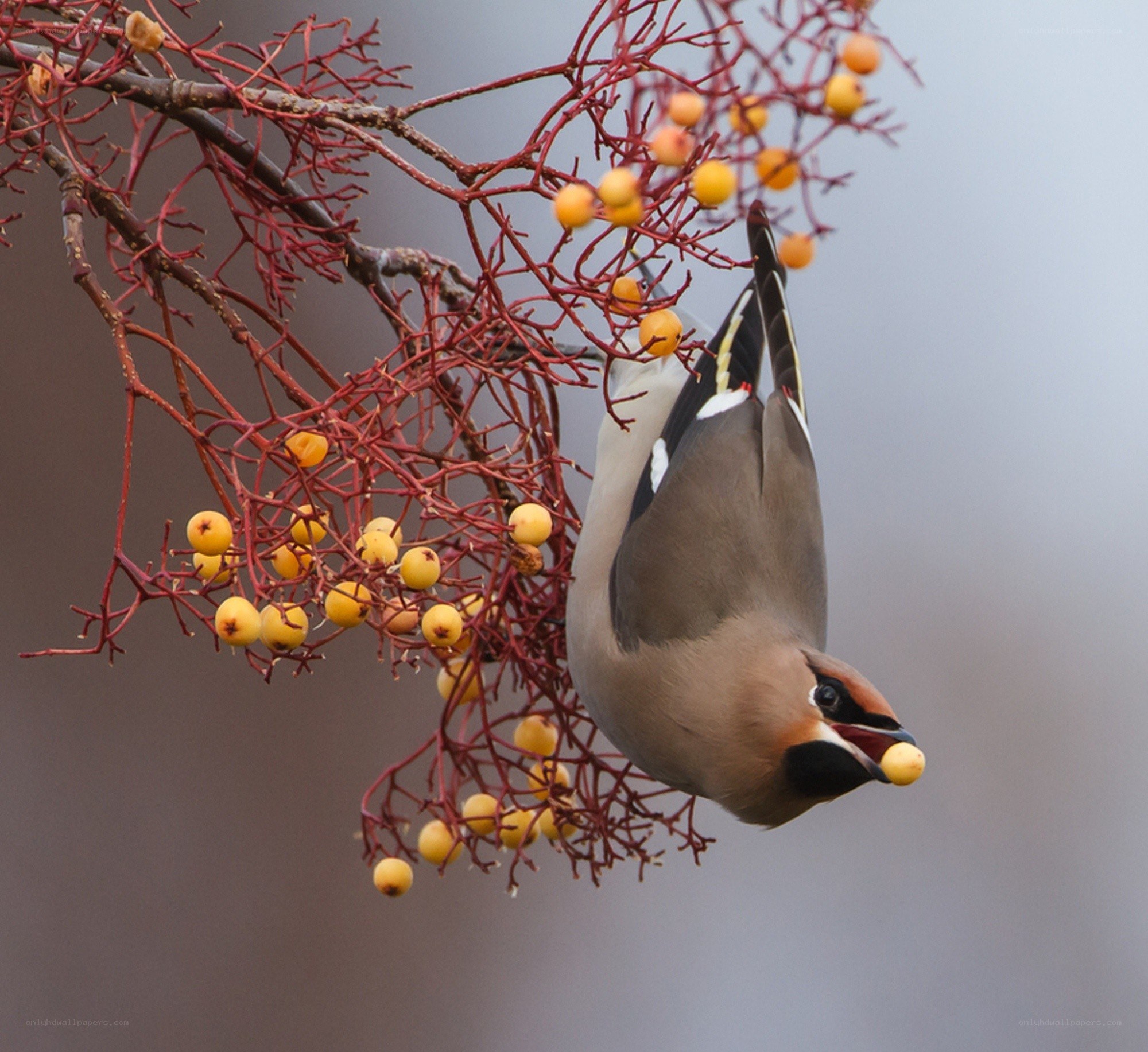 bird eating berries from a branch