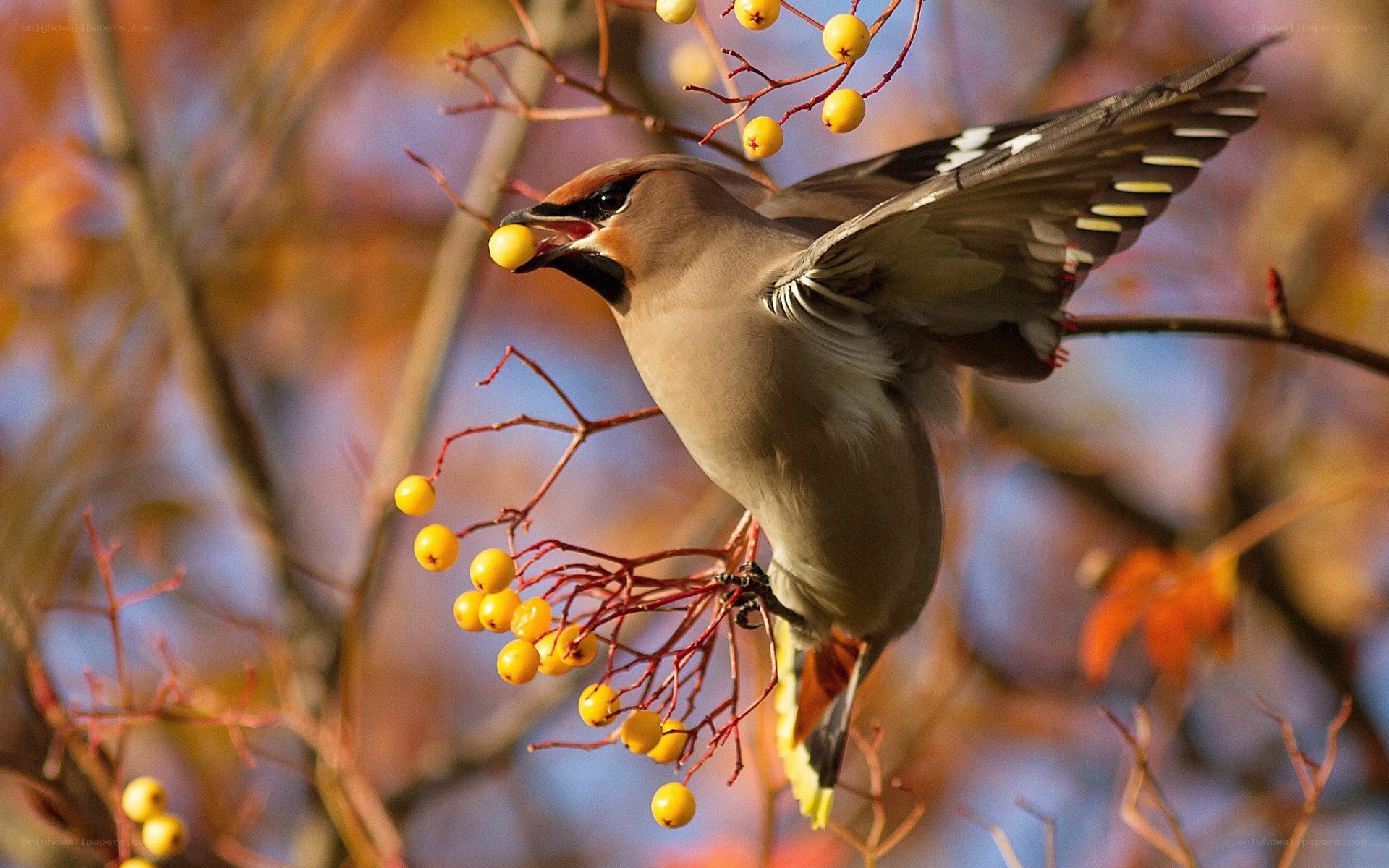 bird eating berries from a branch