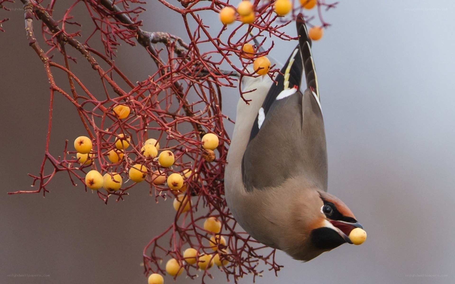 bird eating berries from branch