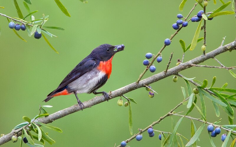 Bird Eating Berries — Green, Calm