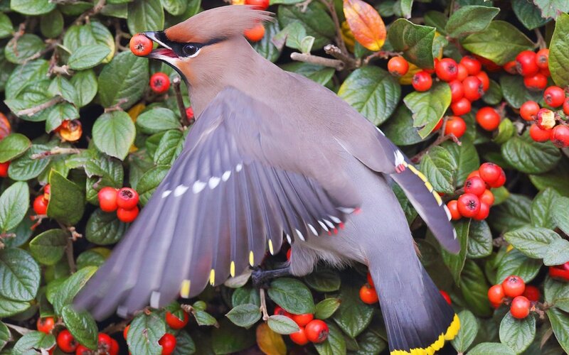 Bird Eating Berries — Green, Natural