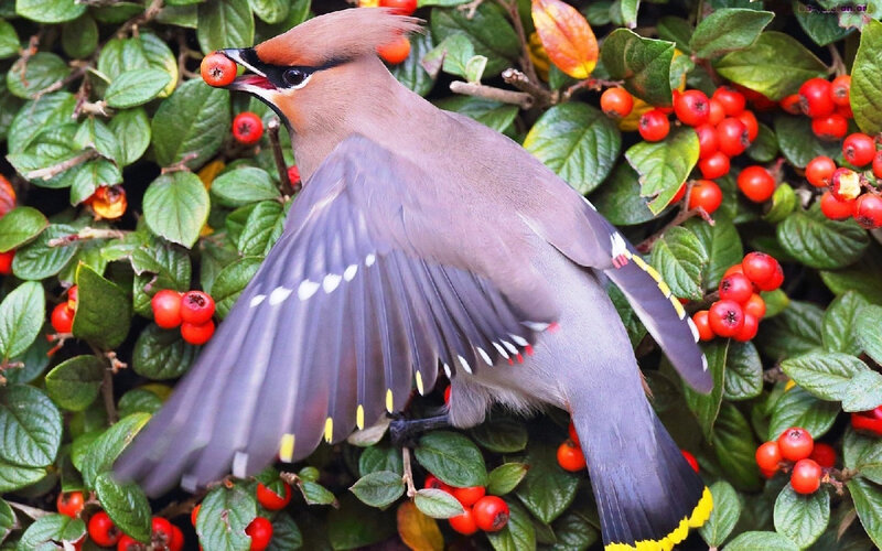 Bird Eating Berries — Green