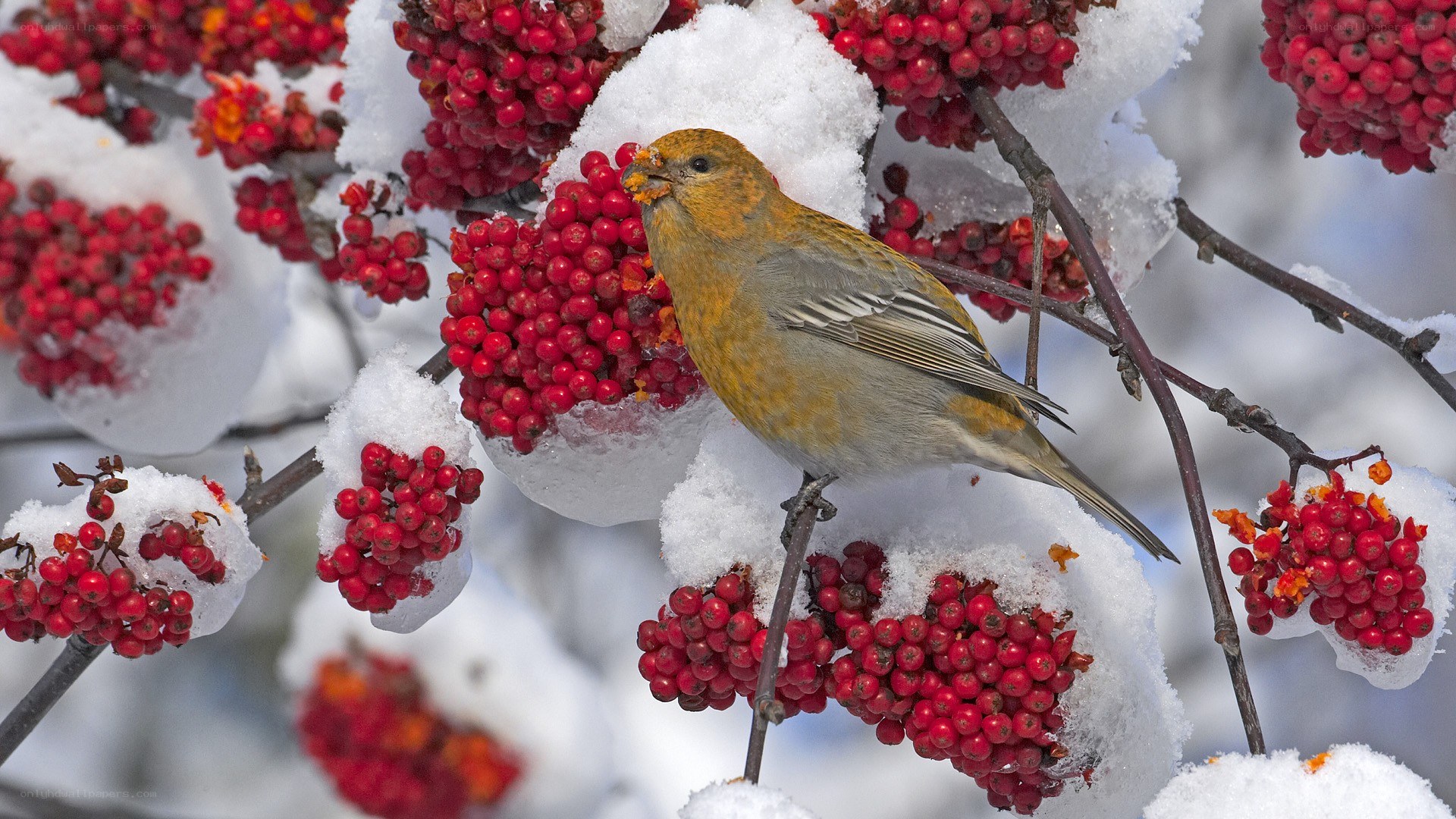 Bird eating berries in snow