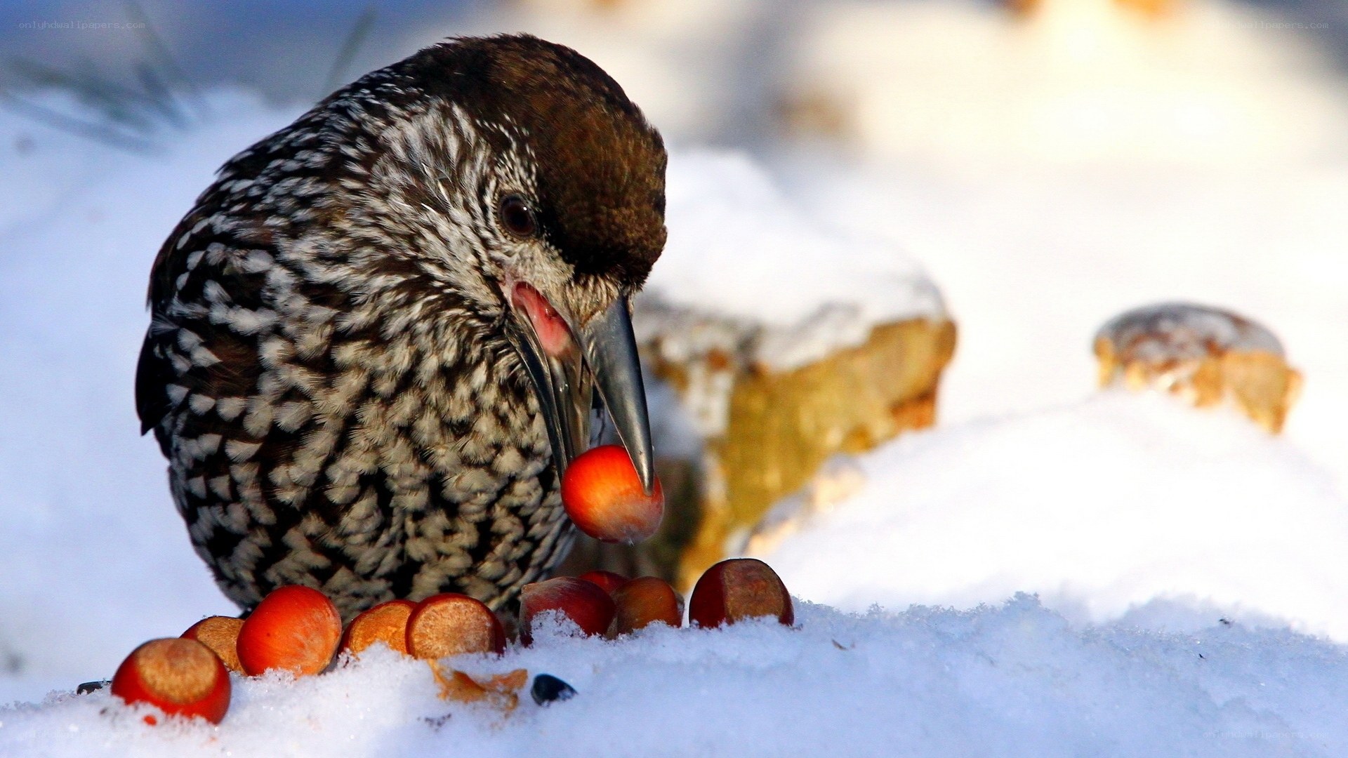 bird eating berries in snow