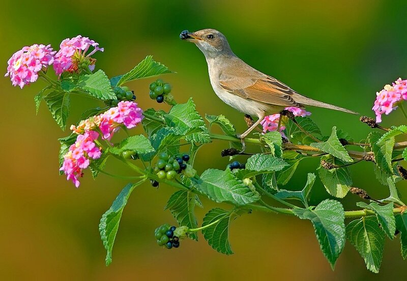 Bird eating berries on a flowered branch