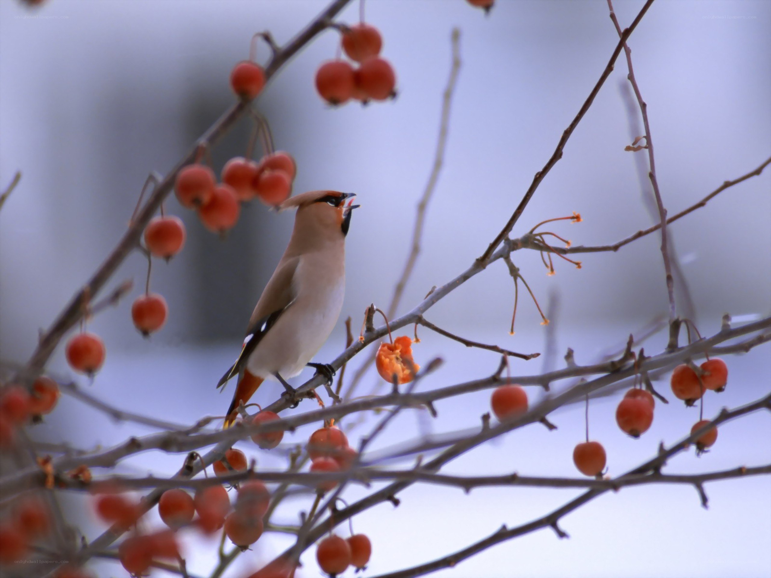 bird eating berries on branch